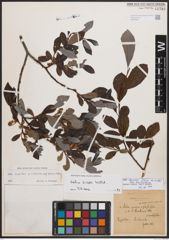 Salix bicolor subsp. basaltica (H. J. Coste) I. V. Belyaeva